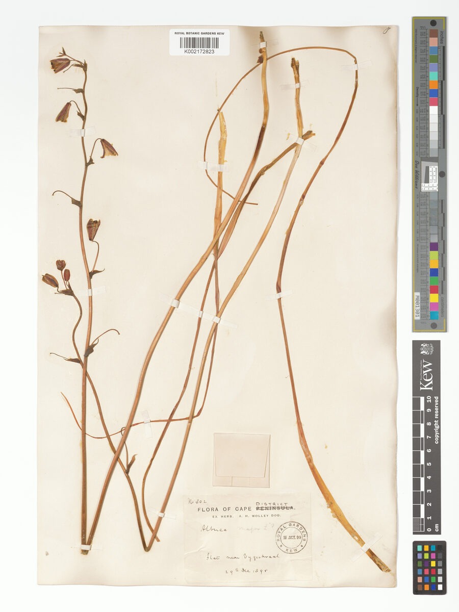Albuca major