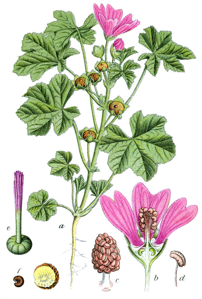 Alcea apterocarpa
