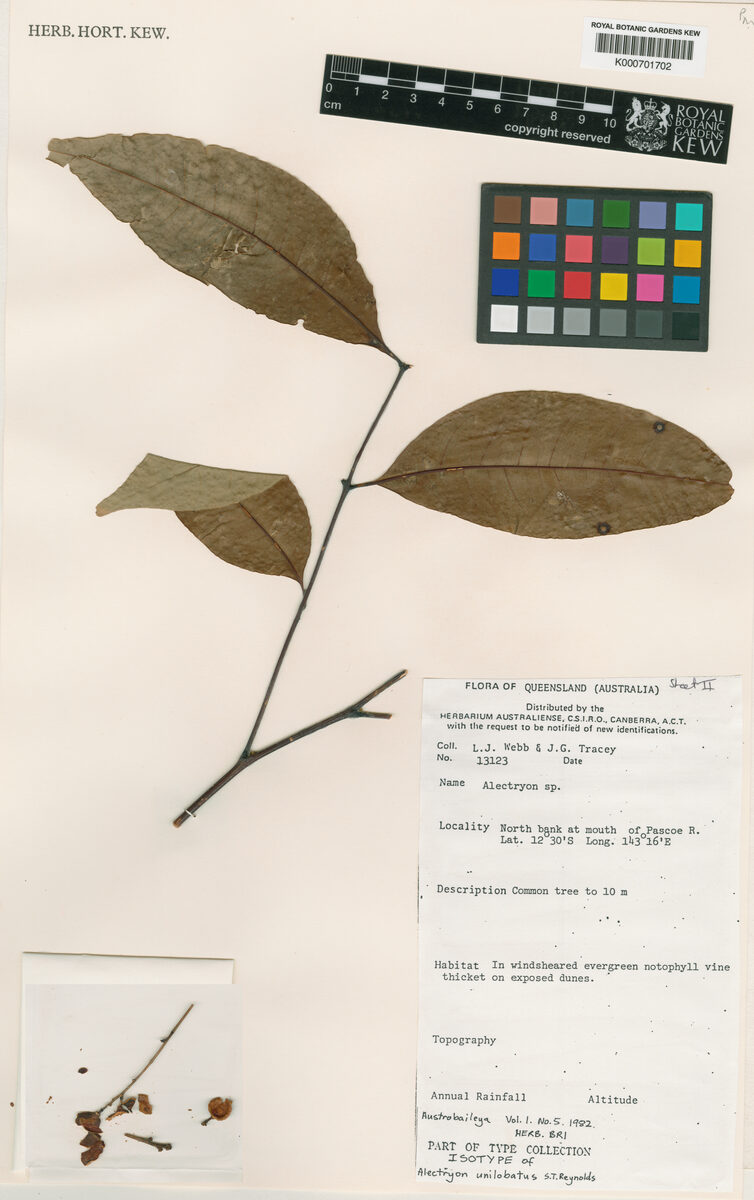 Alectryon unilobatus — photo