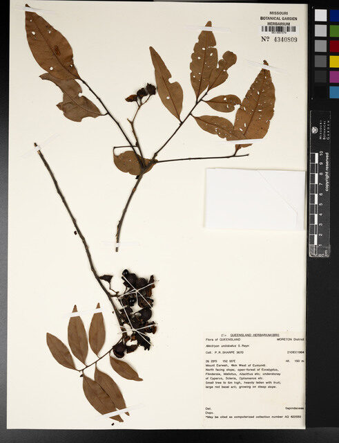 Alectryon unilobatus