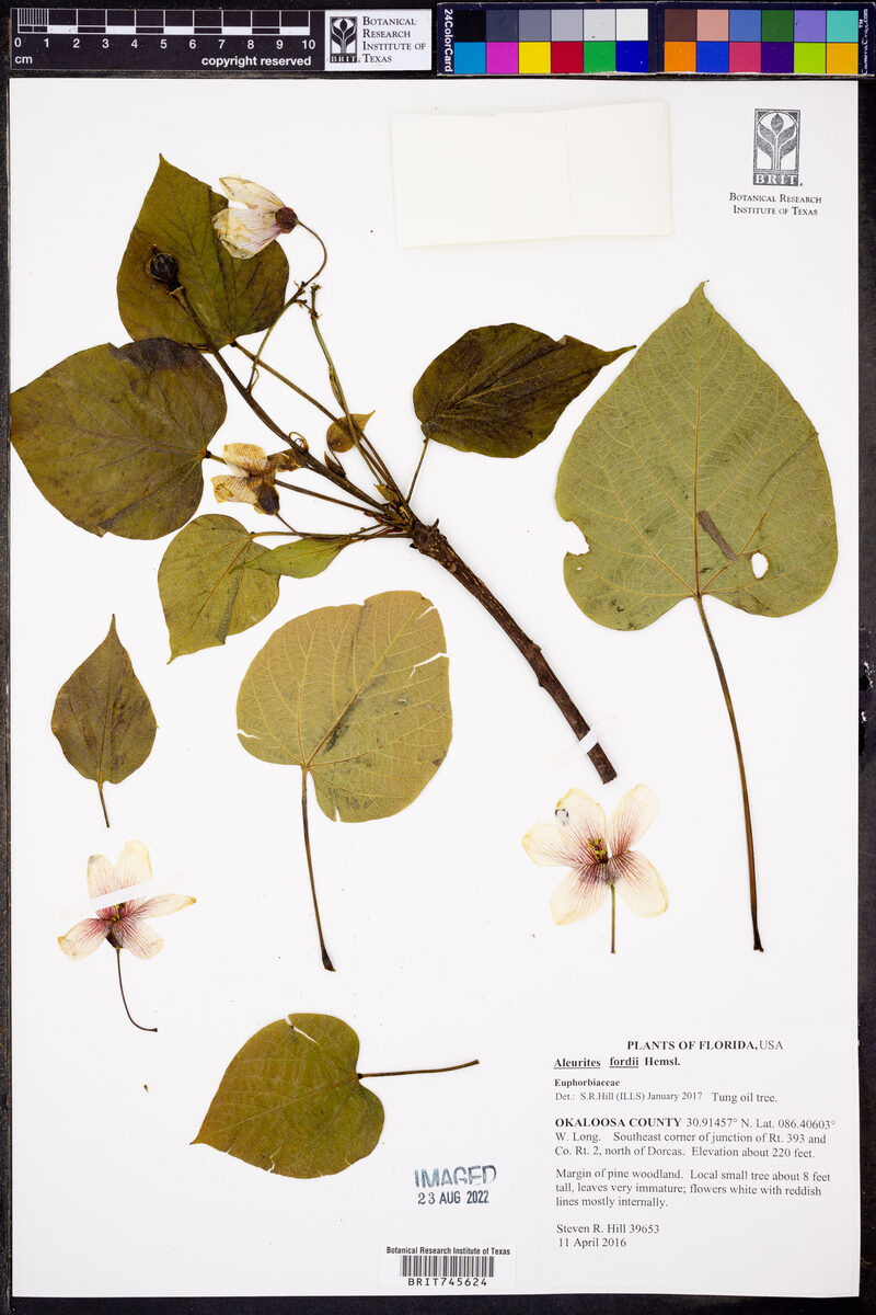 Aleurites fordii (Tung Tree) — photo