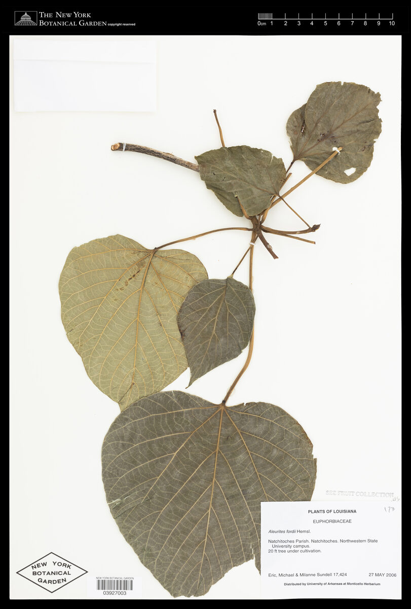 Aleurites fordii (Tung Tree) — photo