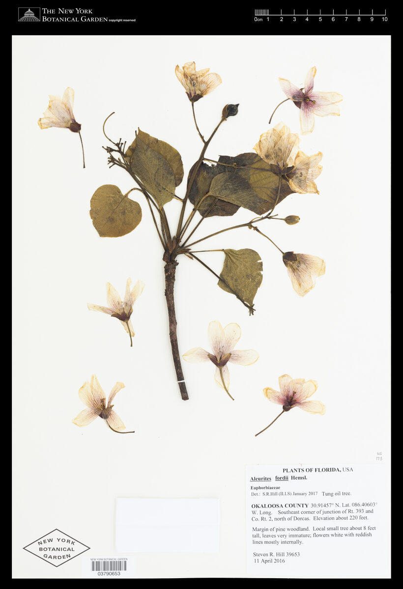 Aleurites fordii