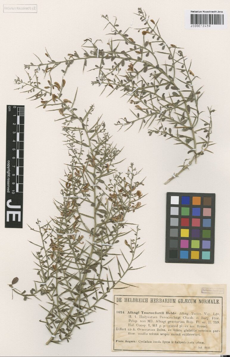 Alhagi mannifera (Manna Tree) — photo