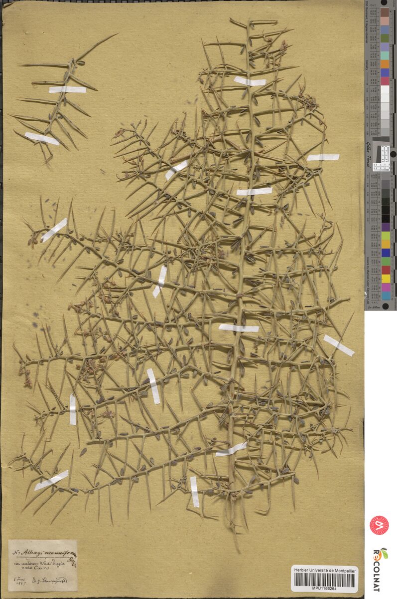 Alhagi mannifera (Manna Tree) — photo