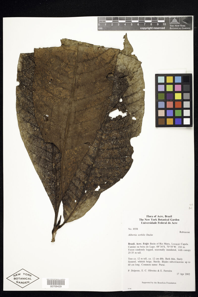 Alibertia sorbilis