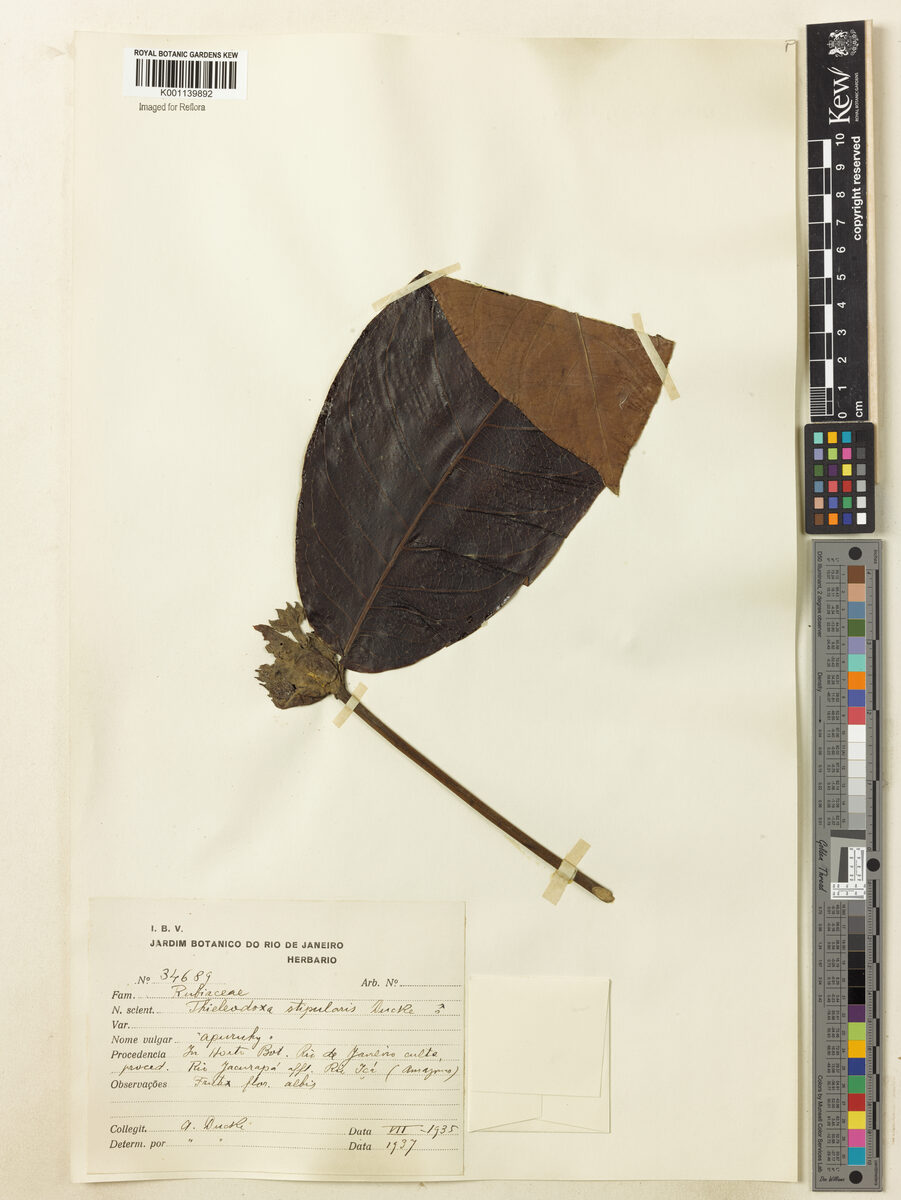 Alibertia stipularis (Stipulate borojoa) — photo