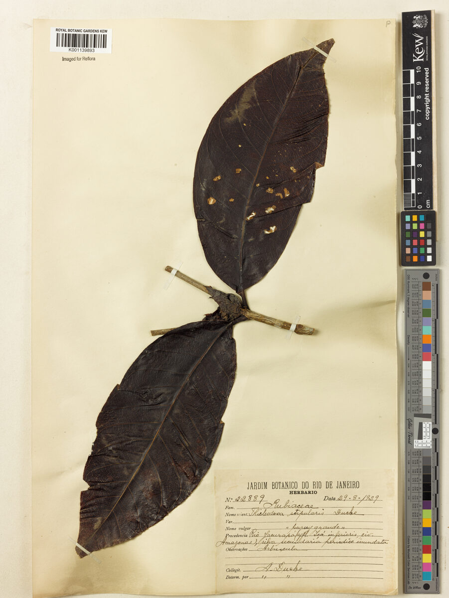 Alibertia stipularis (Stipulate borojoa) — photo