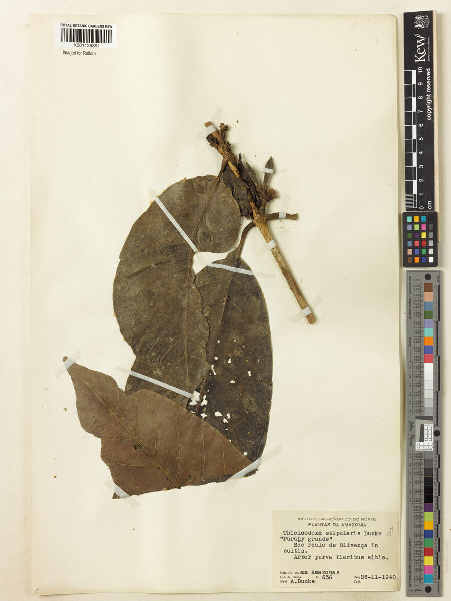 Alibertia stipularis