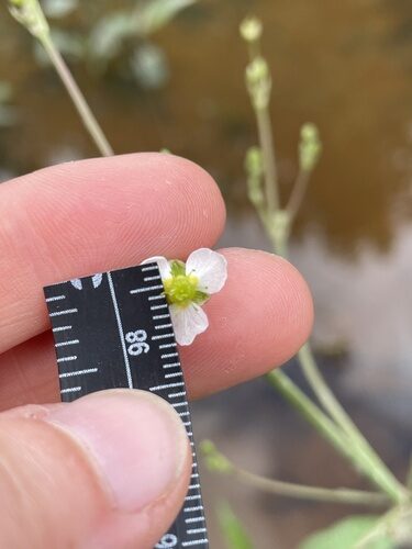 Alisma triviale (Mud or Northern Water Plantain) — photo