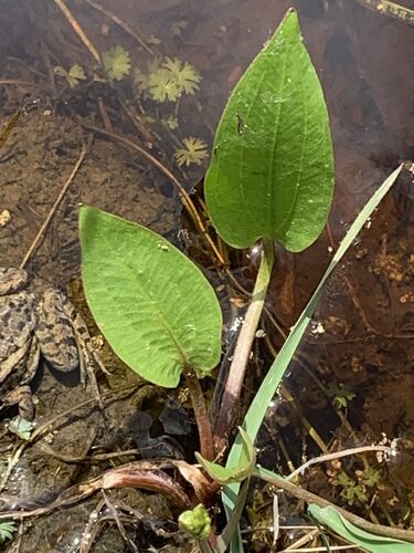Alisma triviale (Mud or Northern Water Plantain) — photo