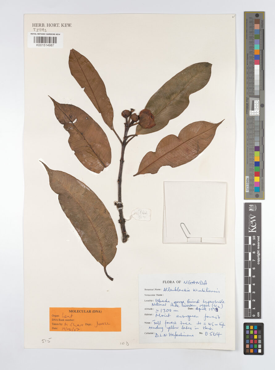 Allanblackia kimbiliensis — photo