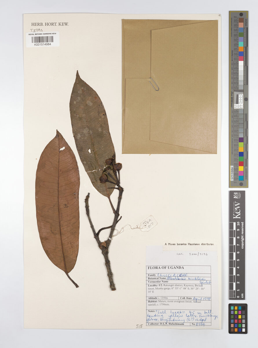 Allanblackia kimbiliensis — photo