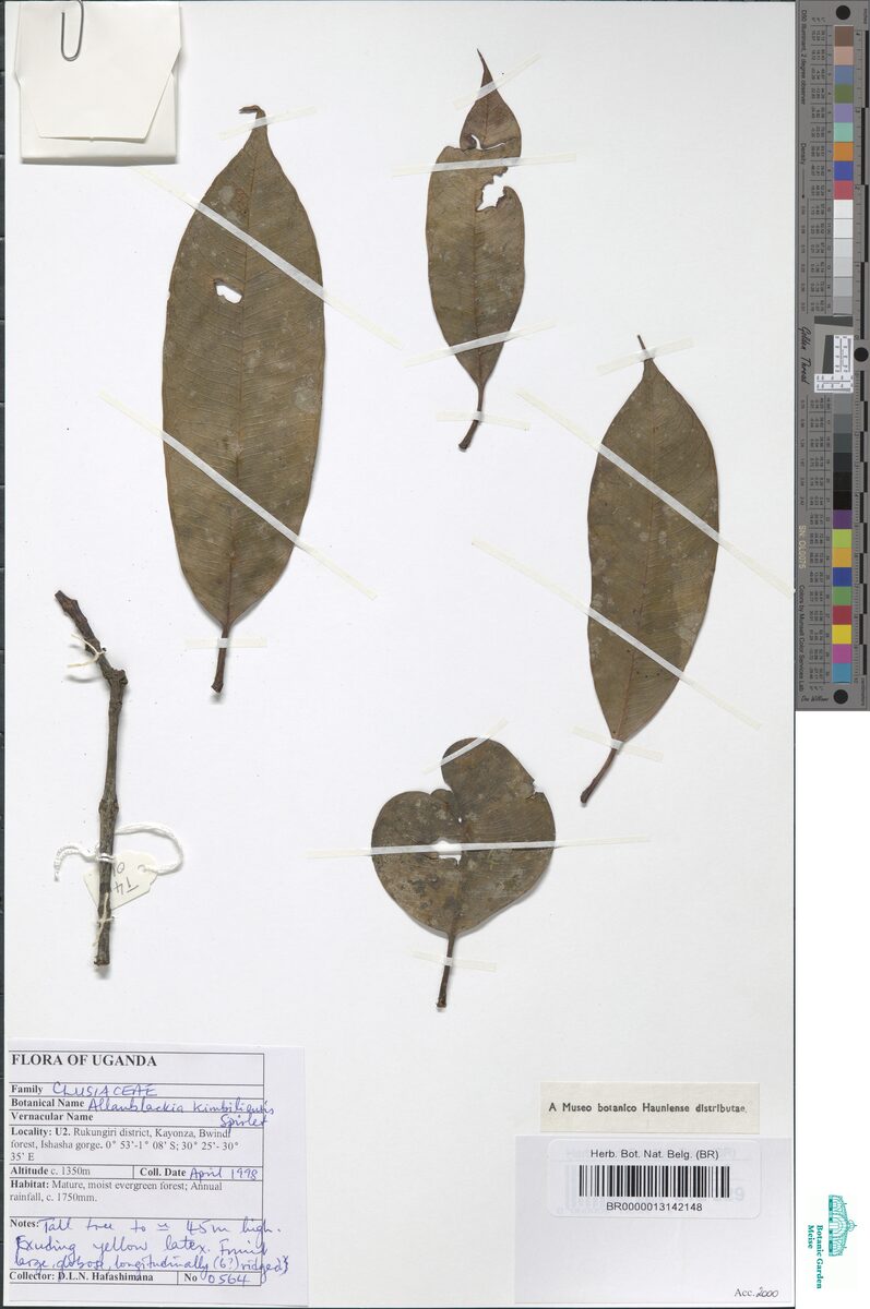 Allanblackia kimbiliensis