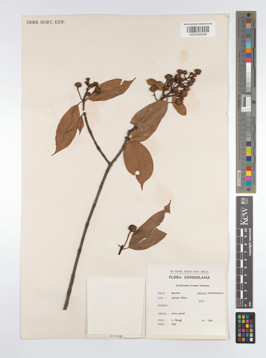 Allanblackia kisonghi — photo