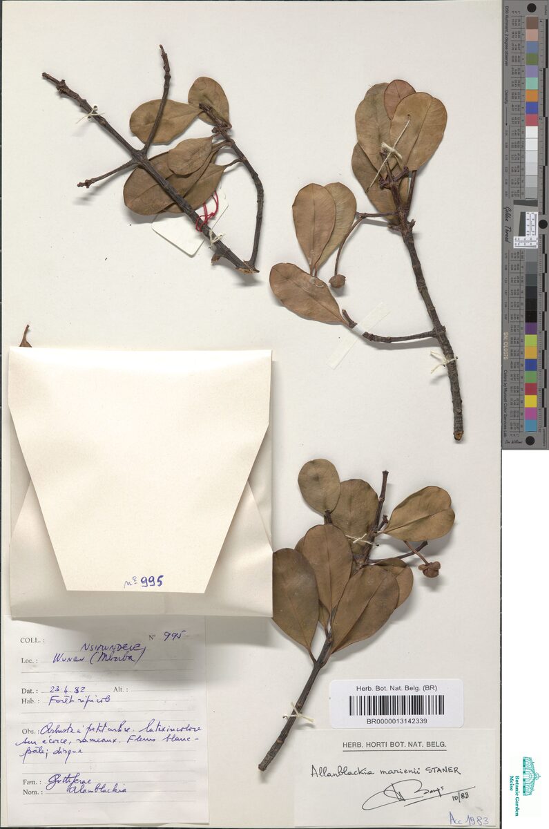 Allanblackia marienii — photo