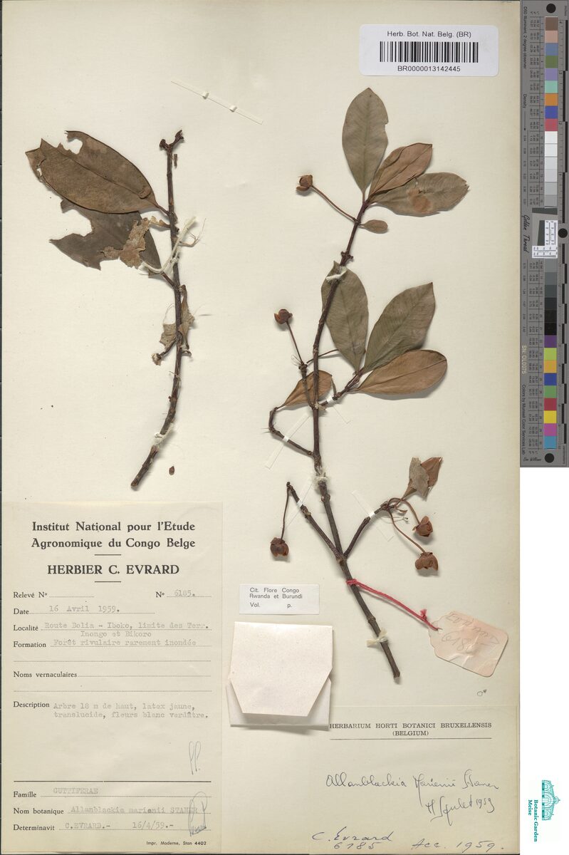 Allanblackia marienii — photo