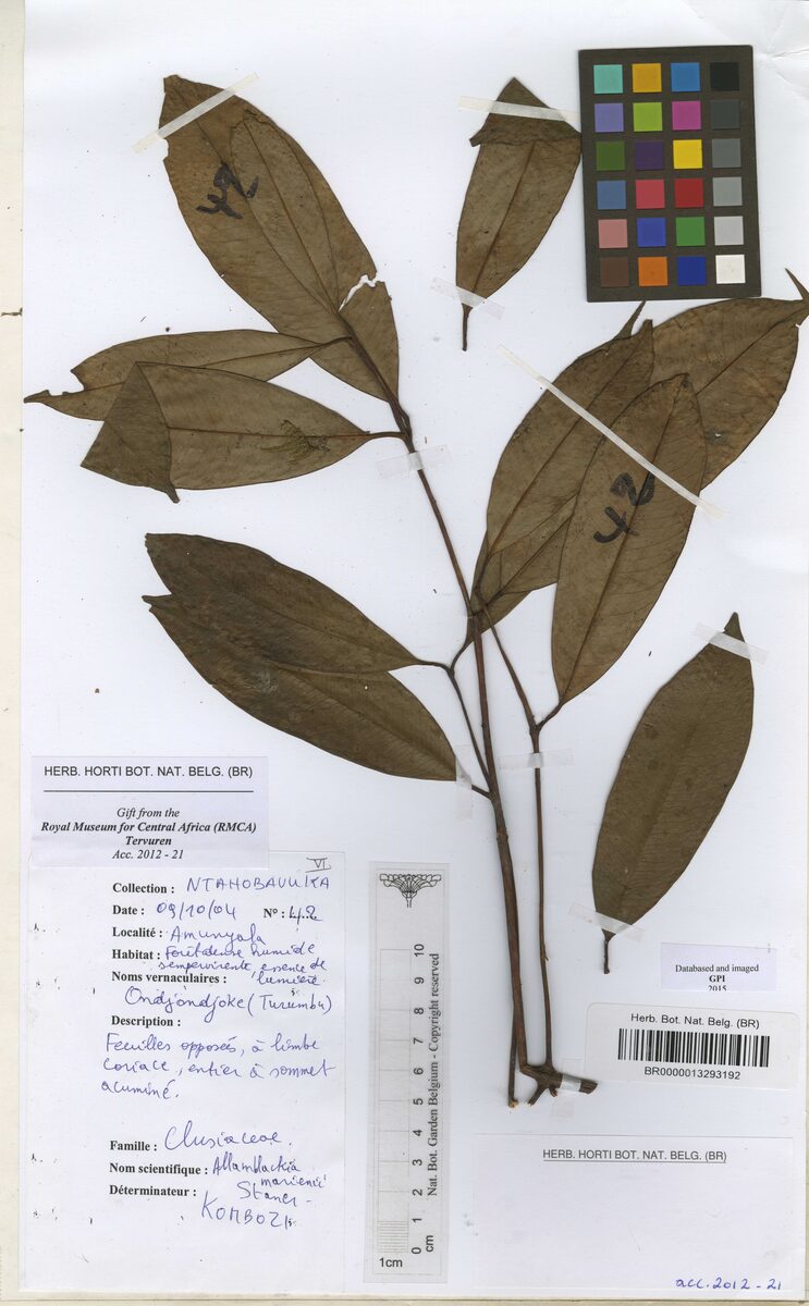 Allanblackia marienii