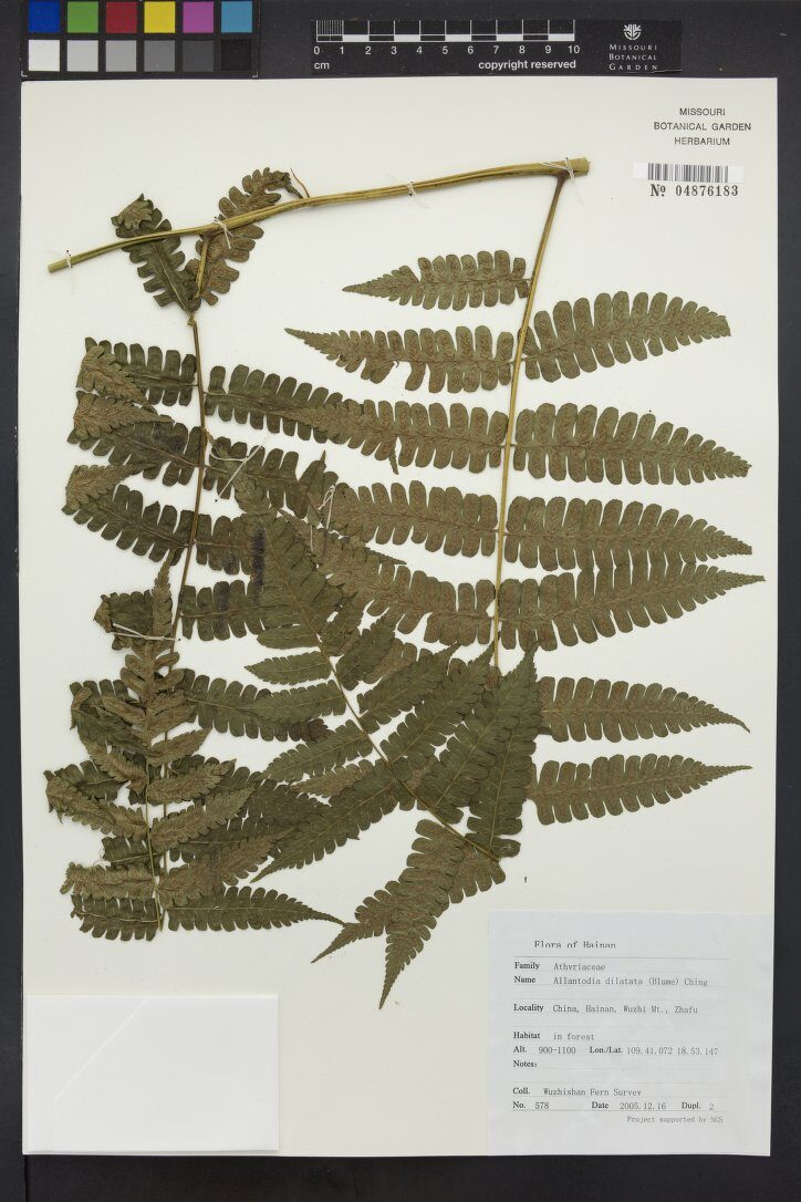 Allantodia dilatata (Widened twin-sorus fern) — photo