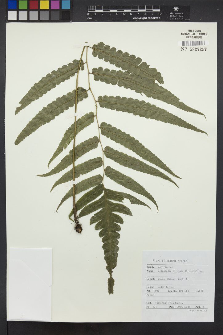 Allantodia dilatata (Widened twin-sorus fern) — photo