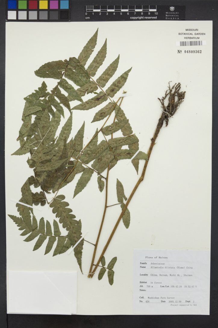 Allantodia dilatata