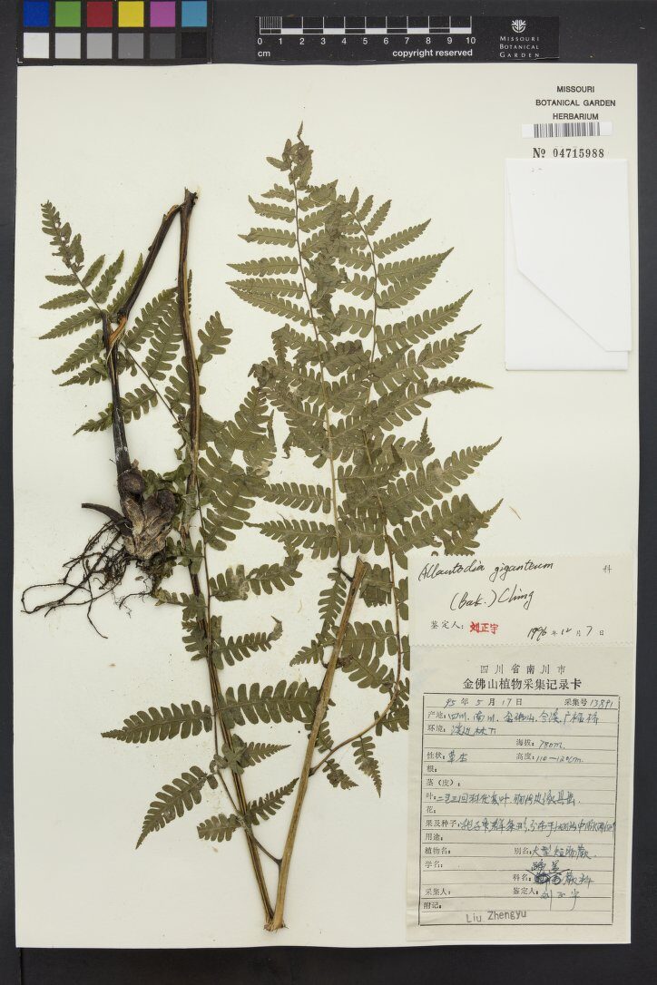 Allantodia gigantea — photo