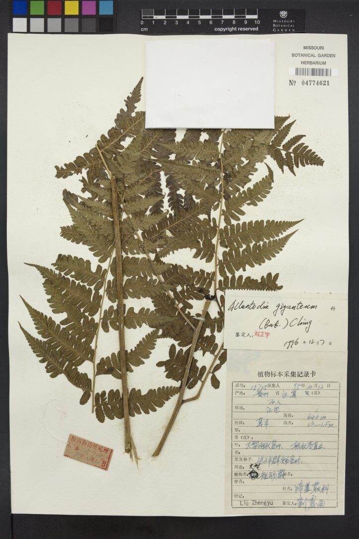 Allantodia gigantea — photo