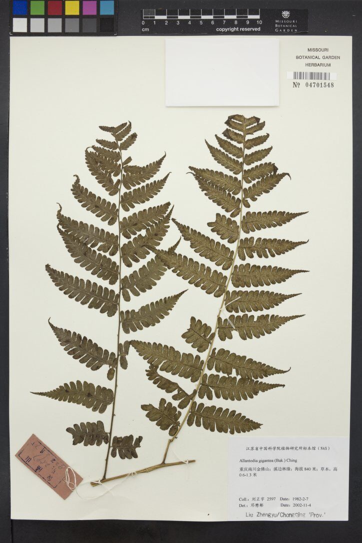 Allantodia gigantea