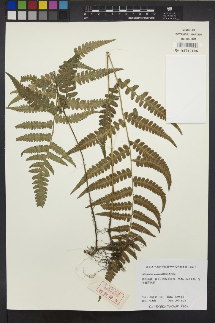 Allantodia maxima