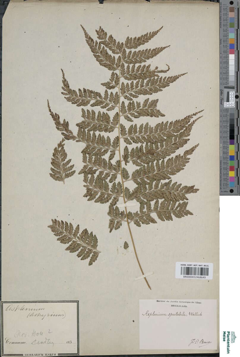 Allantodia spectabilis