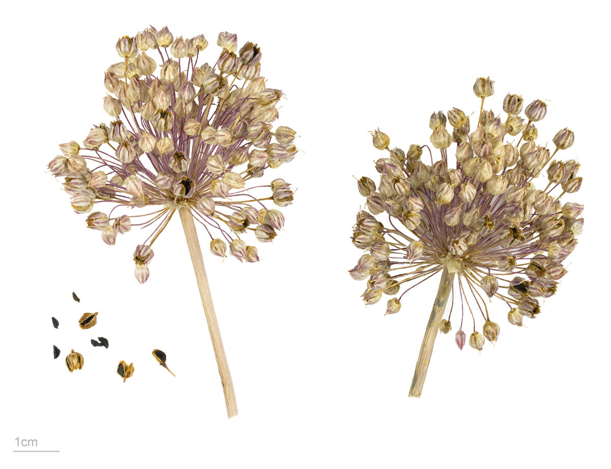 Allium ampeloprasum (Great round-headed garlic) — photo