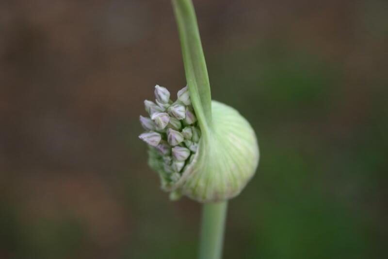 Allium ampeloprasum (Great round-headed garlic) — photo