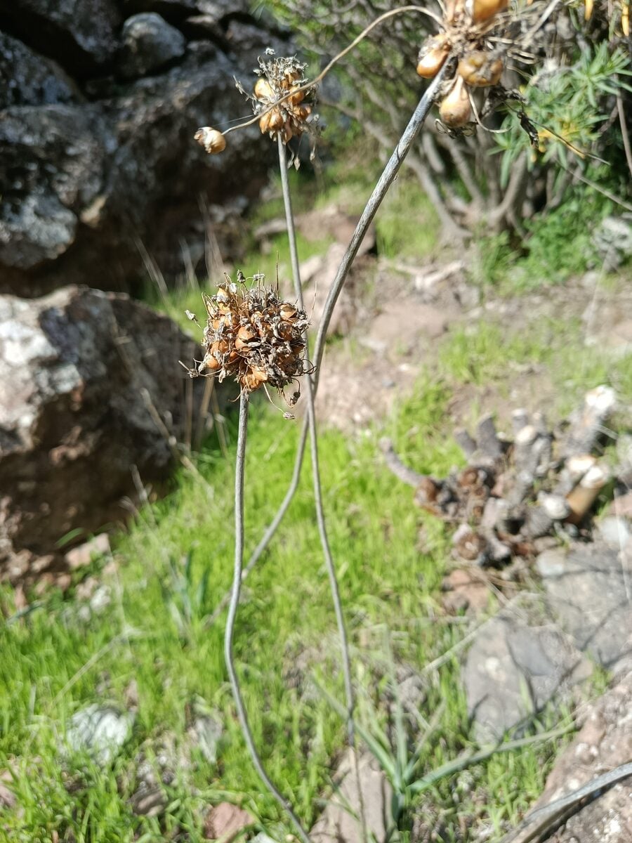 Allium ampeloprasum babingtonii - (Borrer.)Syme.