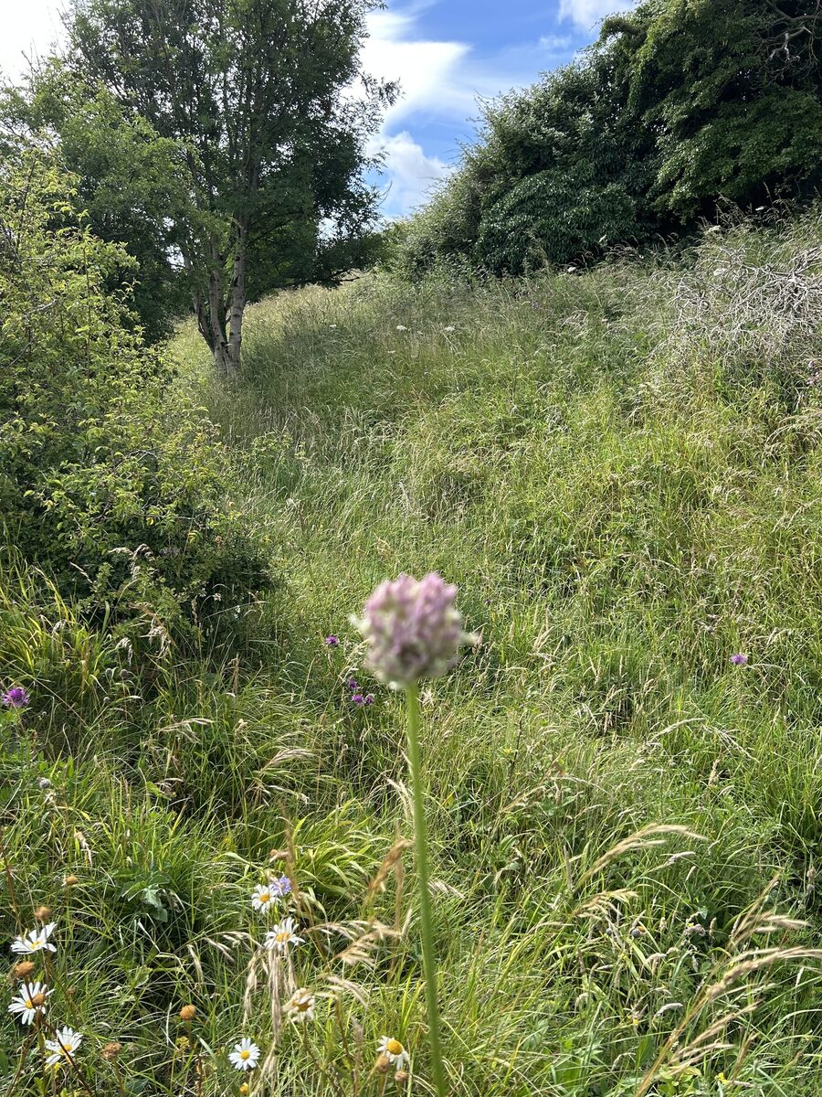 Allium ampeloprasum var. babbingtonii