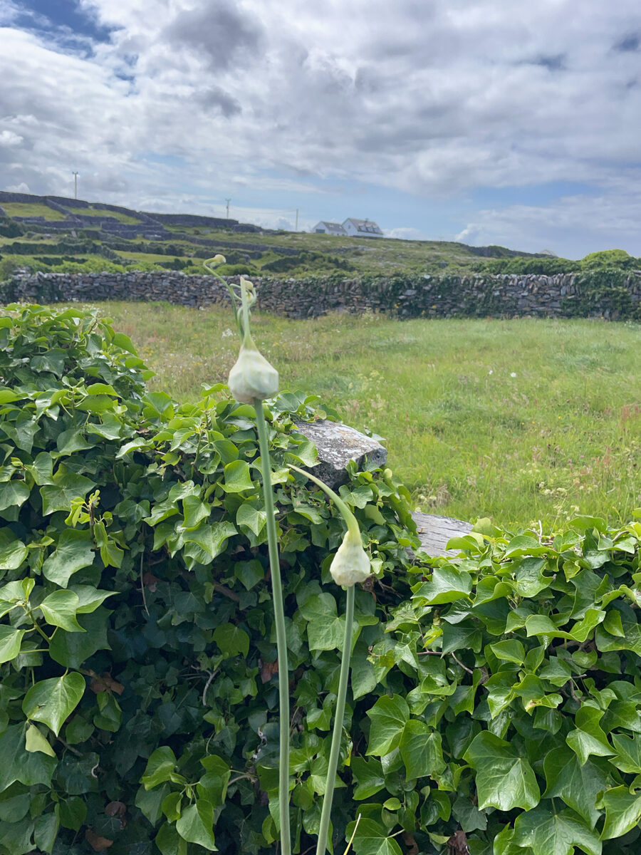 Allium ampeloprasum var. babbingtonii (Babbington's leek) — photo
