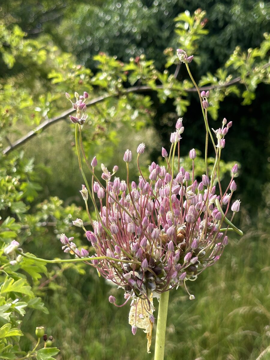 Allium ampeloprasum var. babbingtonii (Babbington's leek) — photo