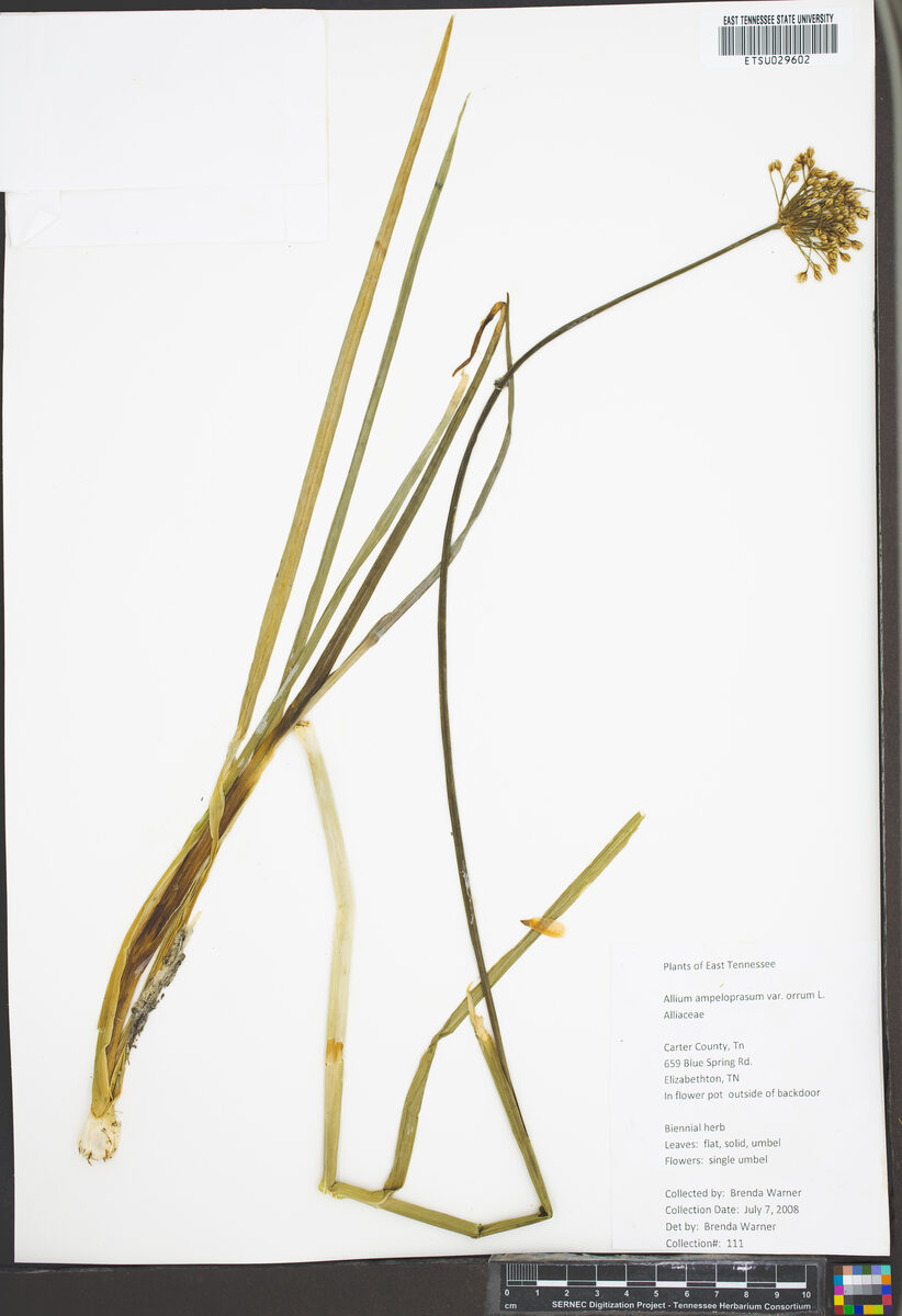Allium ampeloprasum var. porrum (Leek) — photo