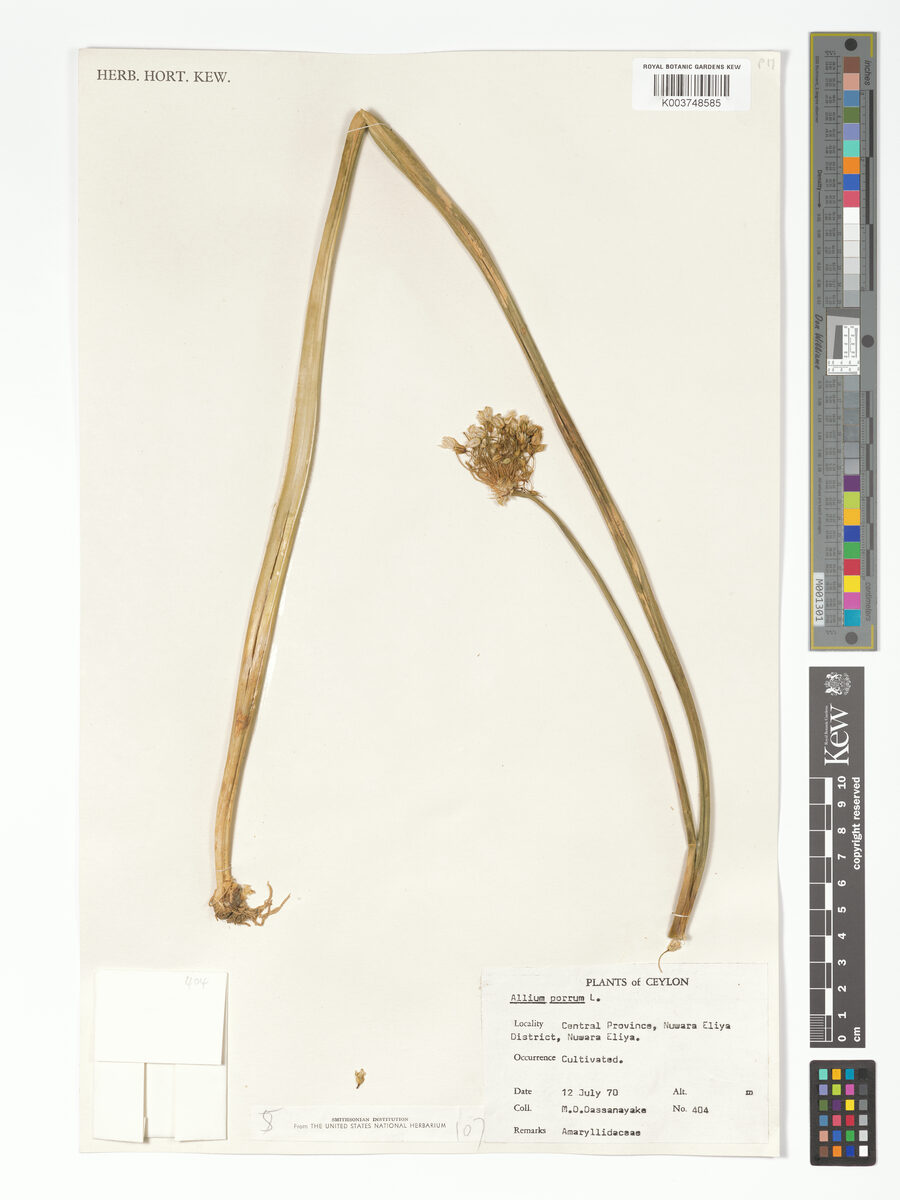 Allium ampeloprasum var. porrum (Leek) — photo