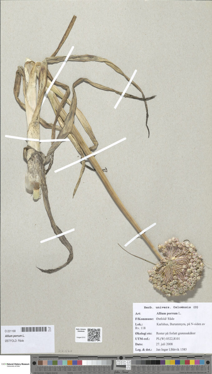 Allium ampeloprasum var. porrum