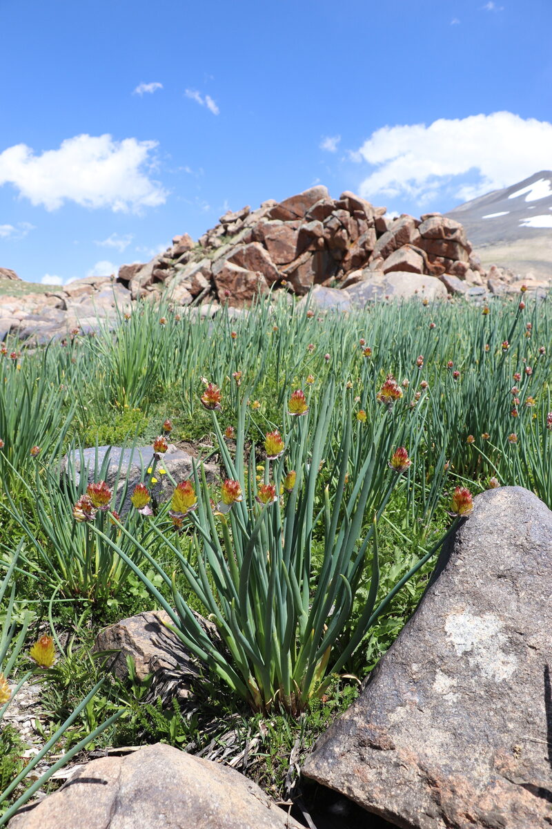Allium atrosanguineum var. fedschenkoanum — photo