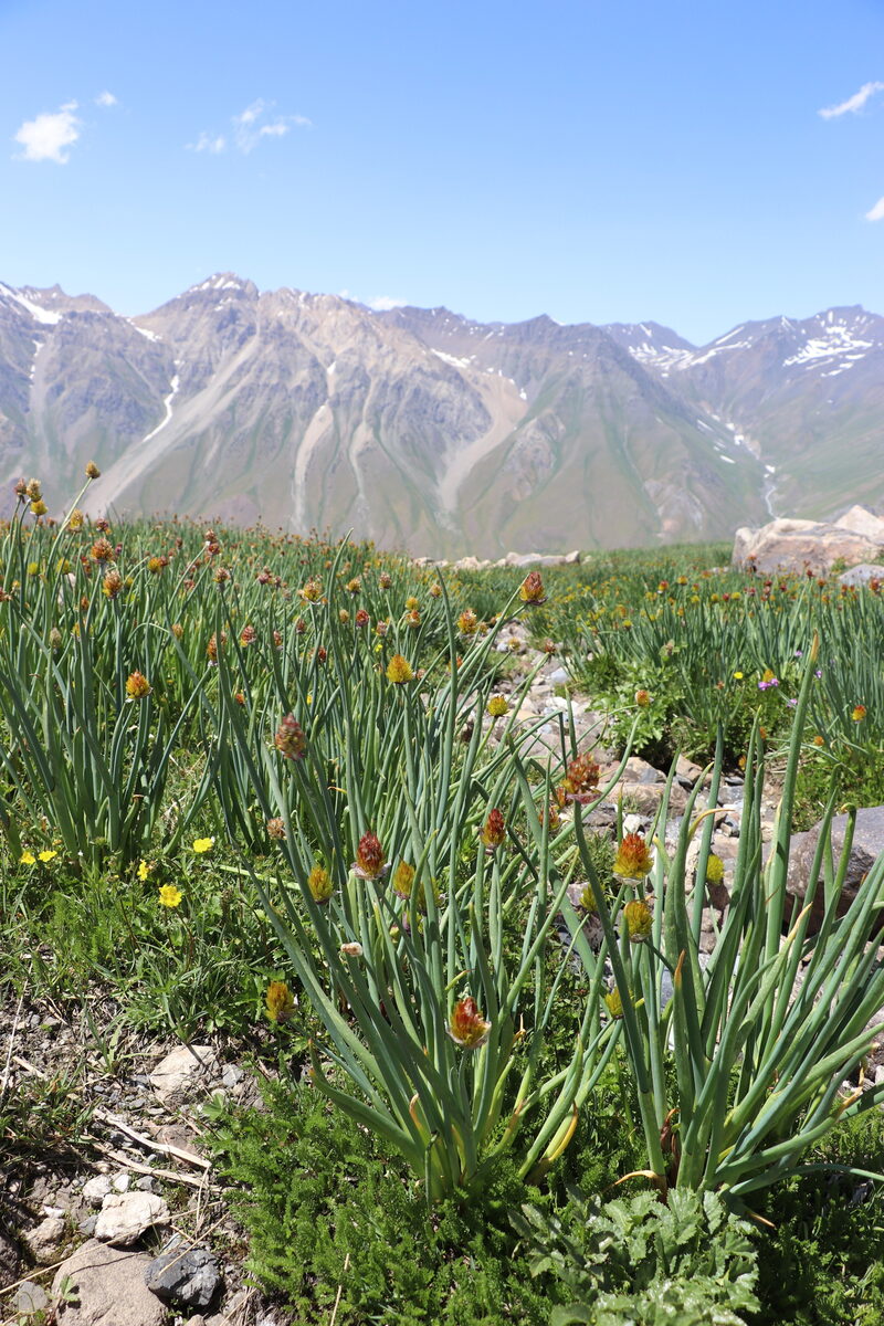 Allium atrosanguineum var. fedschenkoanum — photo