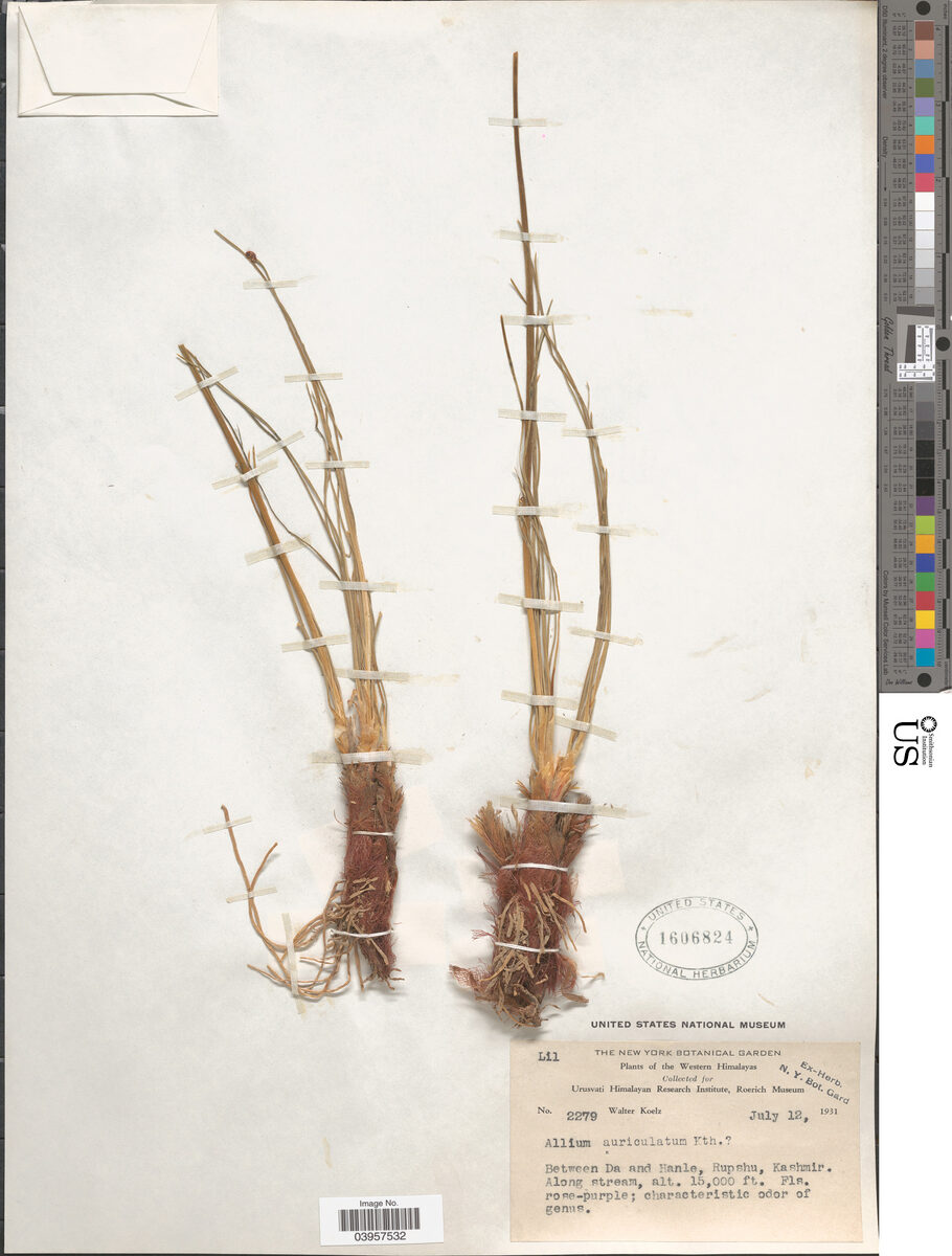 Allium auriculatum (Kunth onion) — photo