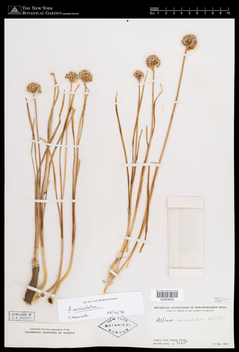 Allium auriculatum