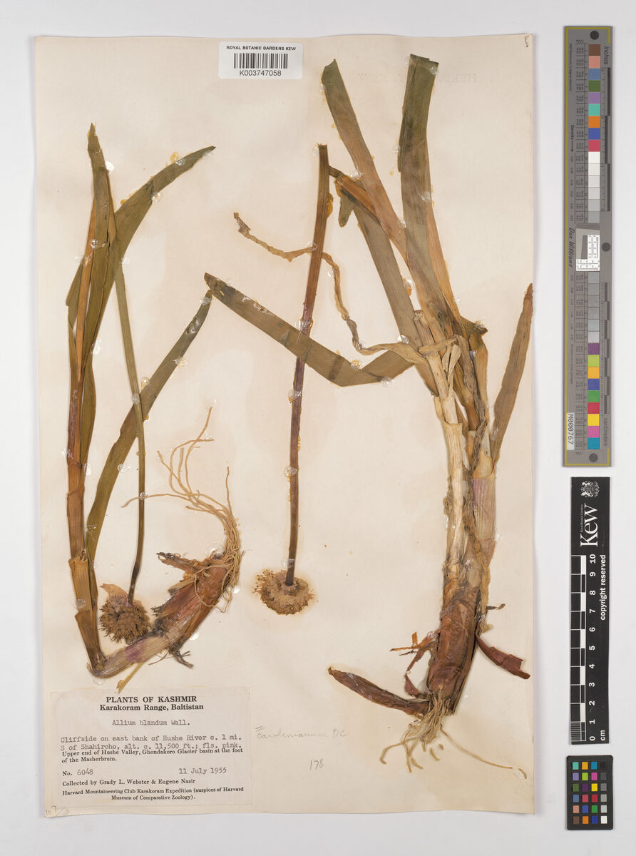 Allium blandum — photo