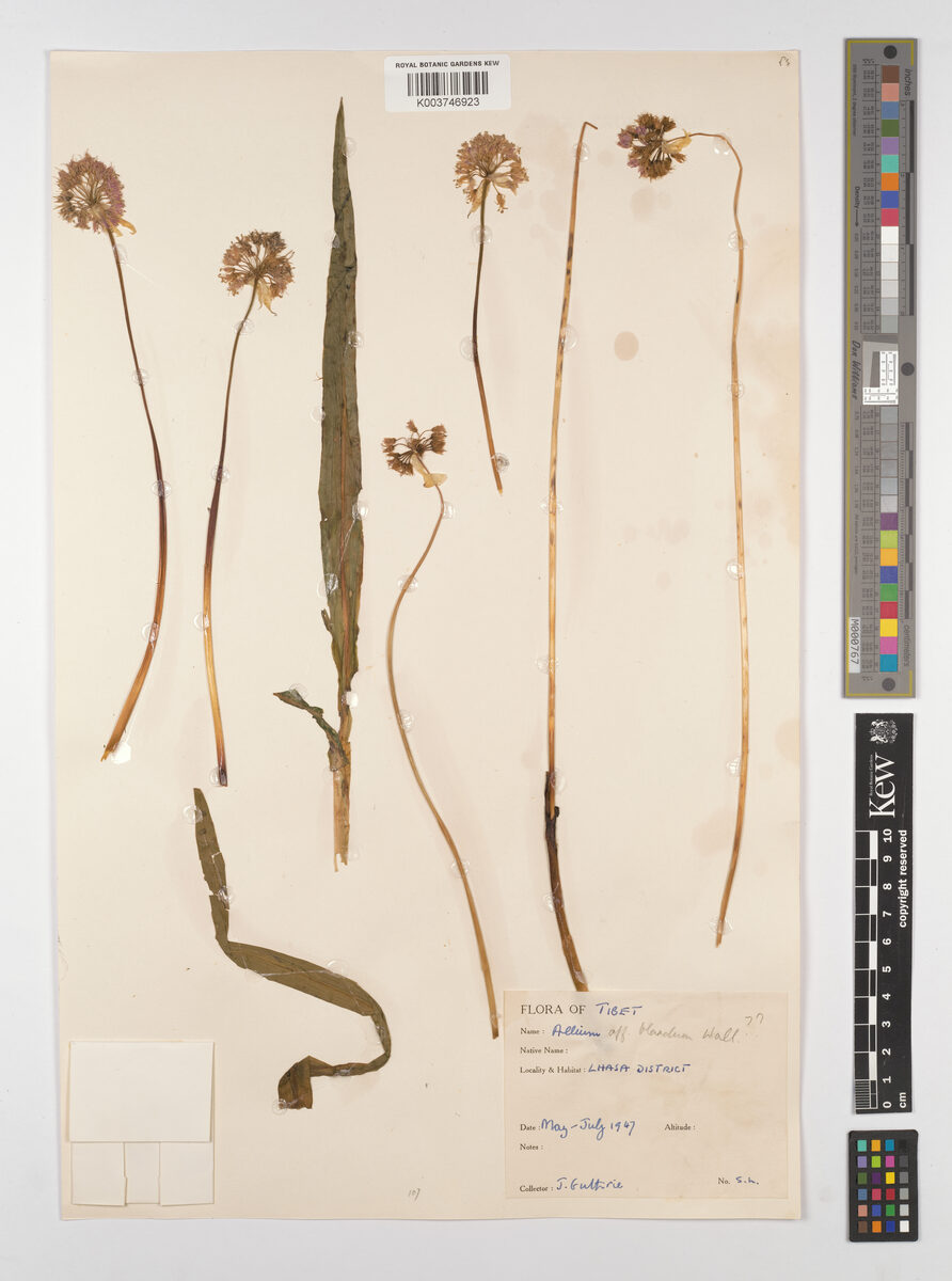 Allium blandum — photo