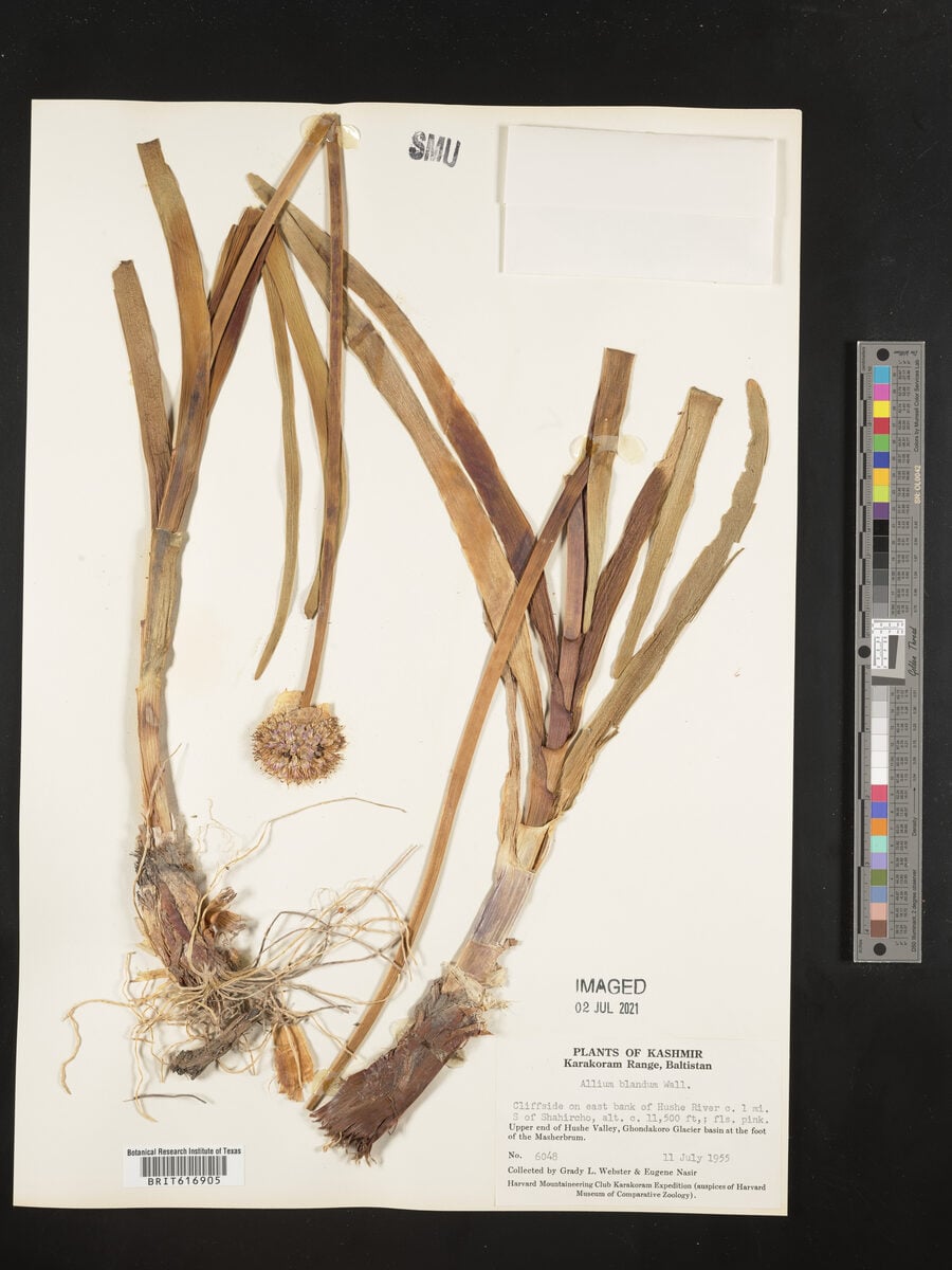 Allium blandum