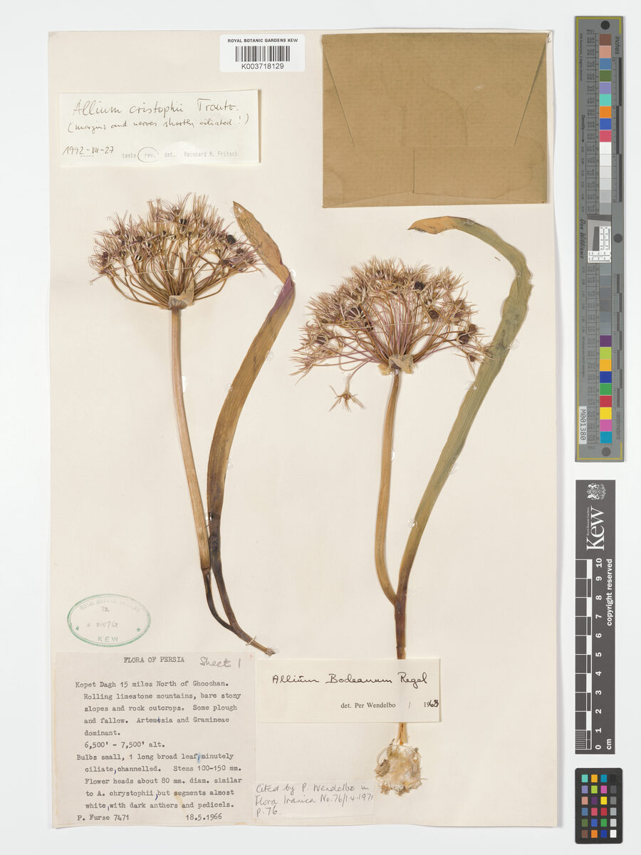Allium bodeanum — photo