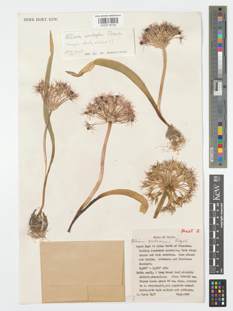 Allium bodeanum — photo