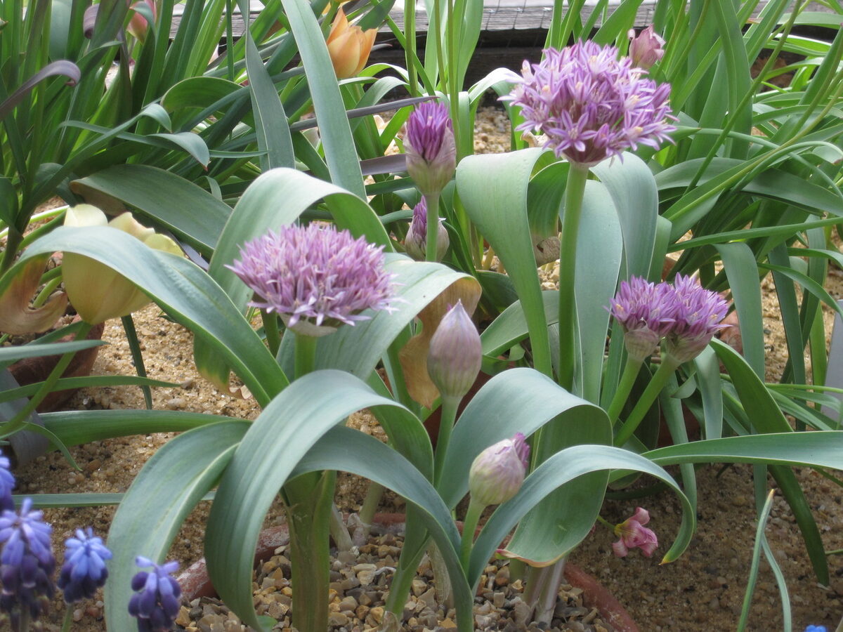 Allium bodeanum