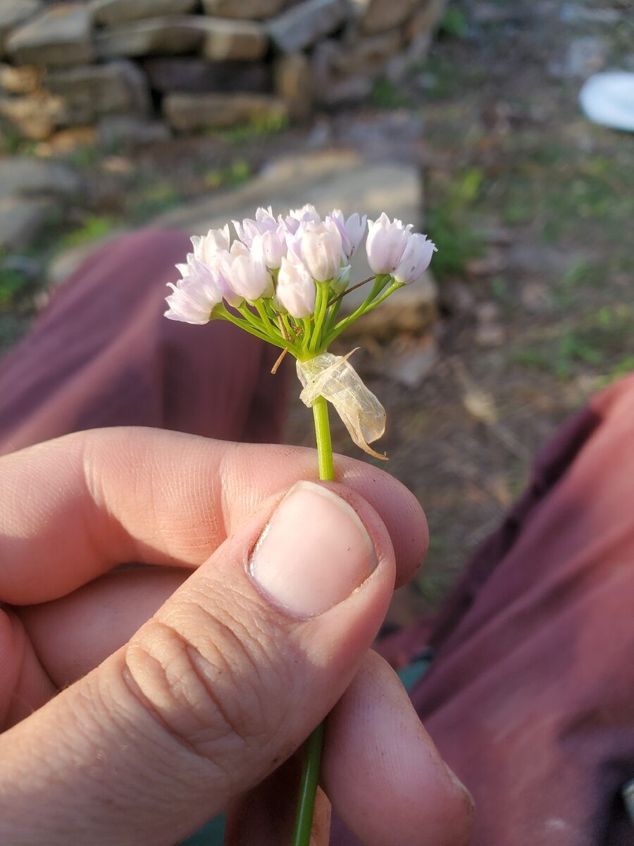 Allium canadense mobilense - (Regel.)F.M.Ownb. (Canadian Garlic) — photo